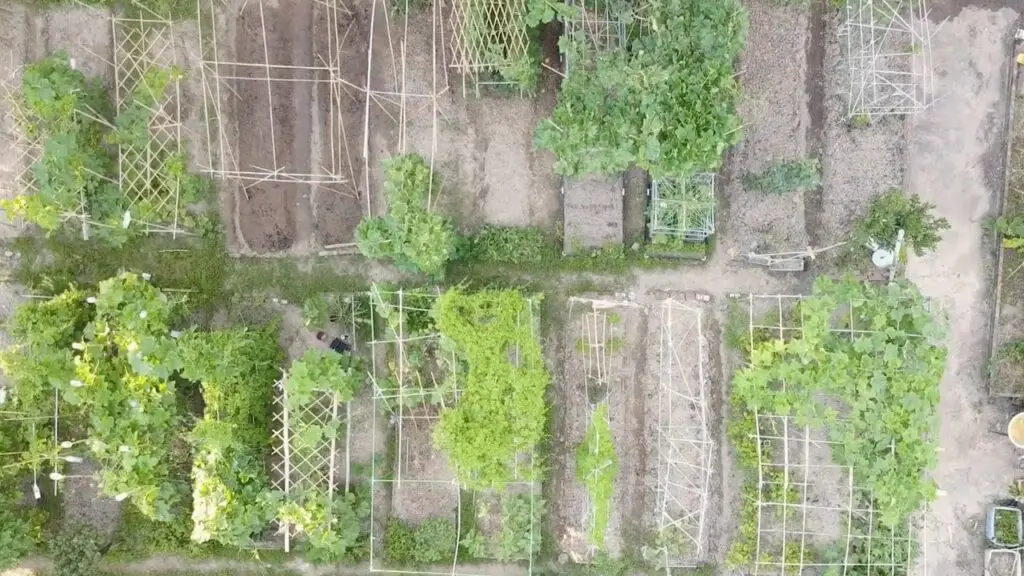 Aerial view of a well-organized garden with neatly divided plots. Some plots have wooden frames and trellises, others are covered in greenery or bare soil. Pathways run between the plots, showcasing various plants growing in different sections in a manner that could inspire an exhibition promotion or animation project.