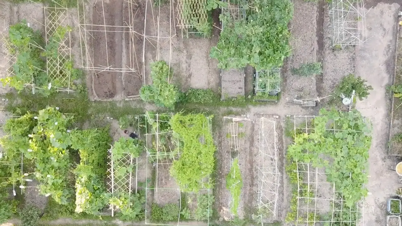 Aerial view of a well-organized garden with neatly divided plots. Some plots have wooden frames and trellises, others are covered in greenery or bare soil. Pathways run between the plots, showcasing various plants growing in different sections in a manner that could inspire an exhibition promotion or animation project.