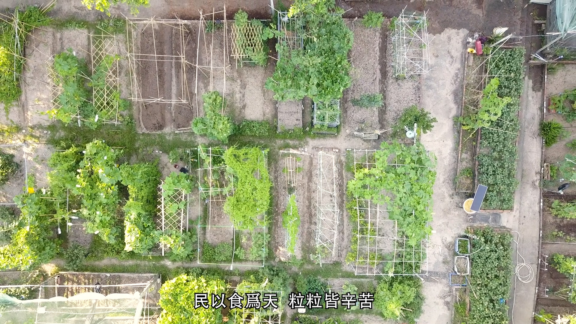 Aerial view of a green community garden with neat plots, trellises, and various plants. A person works on the right side. Chinese text at the bottom reads: “民以食为天 粒粒皆辛苦” (Food is the god of the people, every grain is hard-earned).