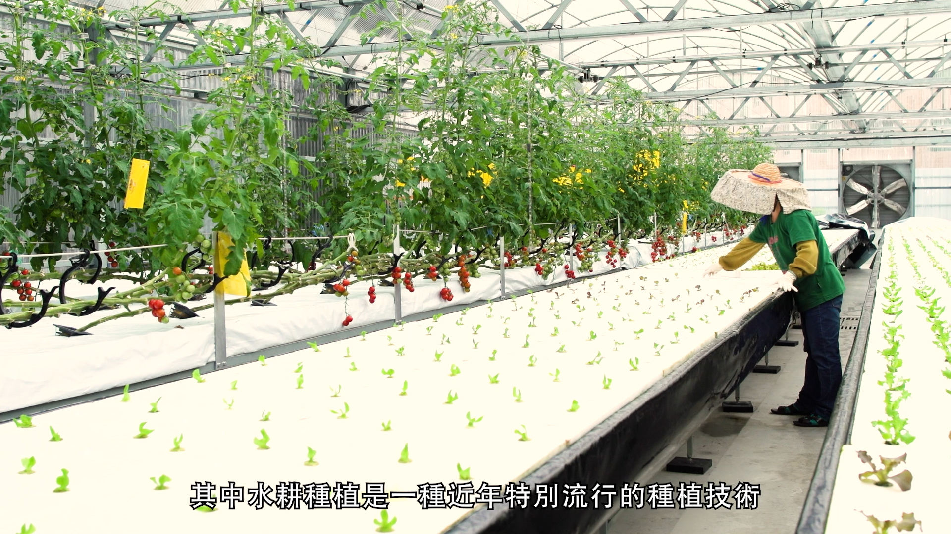 A person in a straw hat tends to rows of leafy green plants in a bright greenhouse, using a hydroponic system. Tomato plants grow on the left. Chinese text is overlaid at the bottom of the image.