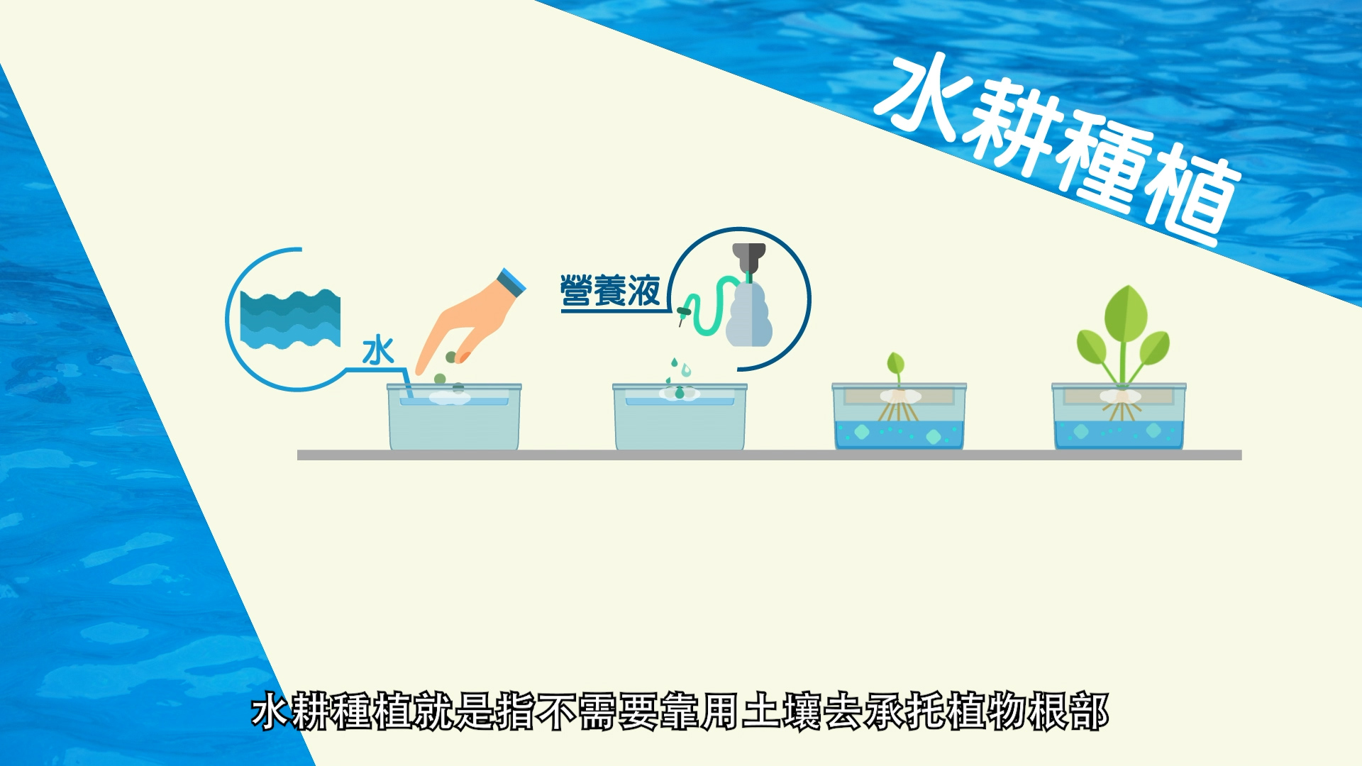 A diagram explaining hydroponics with four steps: adding water, adding nutrient solution, placing a plant cutting in water, and growing a healthy plant. Text is in Chinese, with a blue water-themed background.