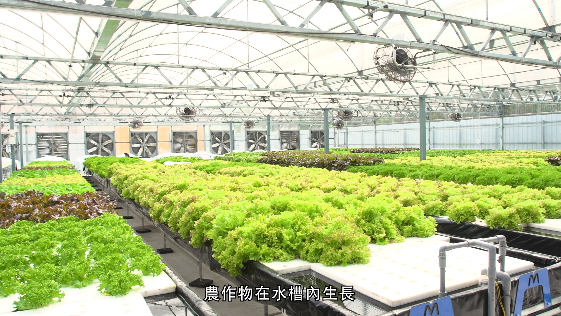 Rows of leafy green vegetables growing in a modern hydroponic greenhouse, with fans and vents visible on the walls. Chinese text at the bottom reads "農作物在水槽內生長" (Crops growing in water tanks).