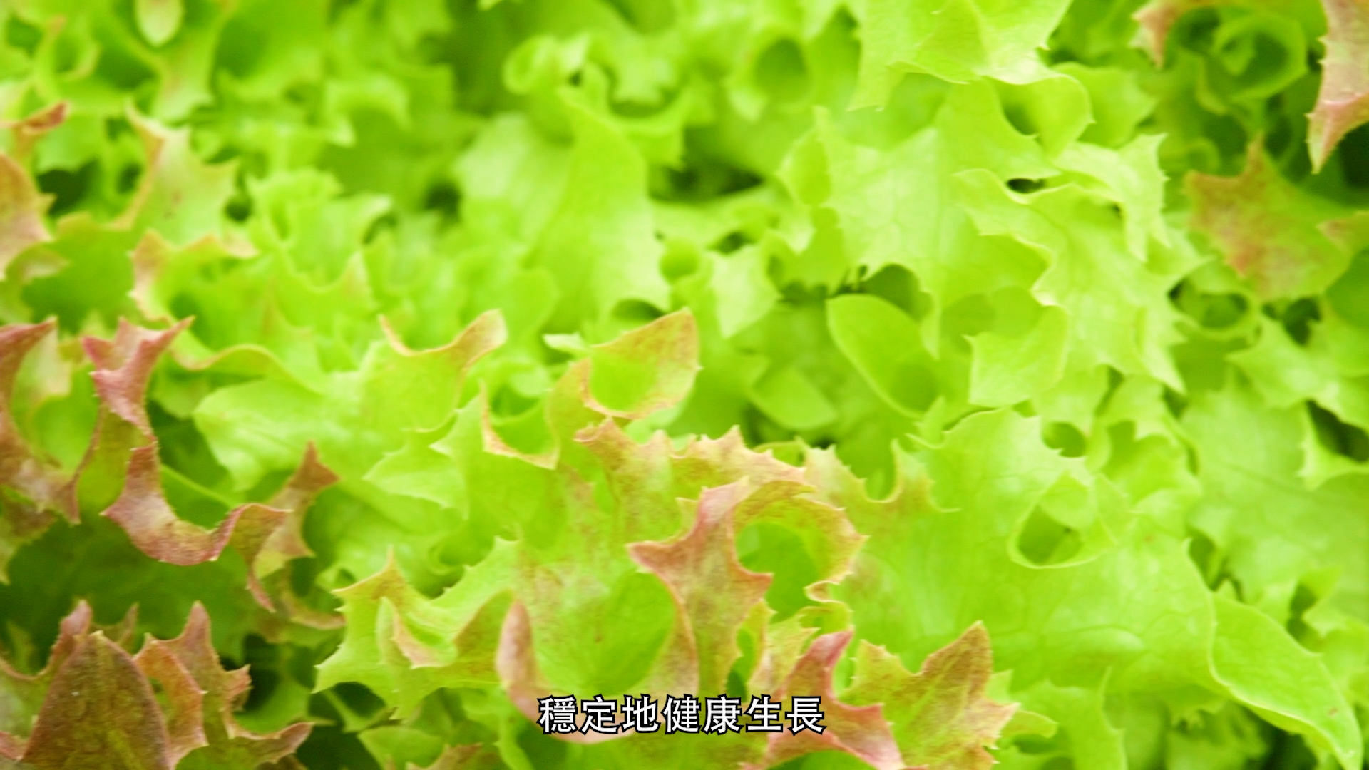 Close-up of fresh, leafy green and slightly reddish lettuce. The text at the bottom is in Japanese and reads, “穏定地健康生長,” which means “grow steadily and healthily.”.