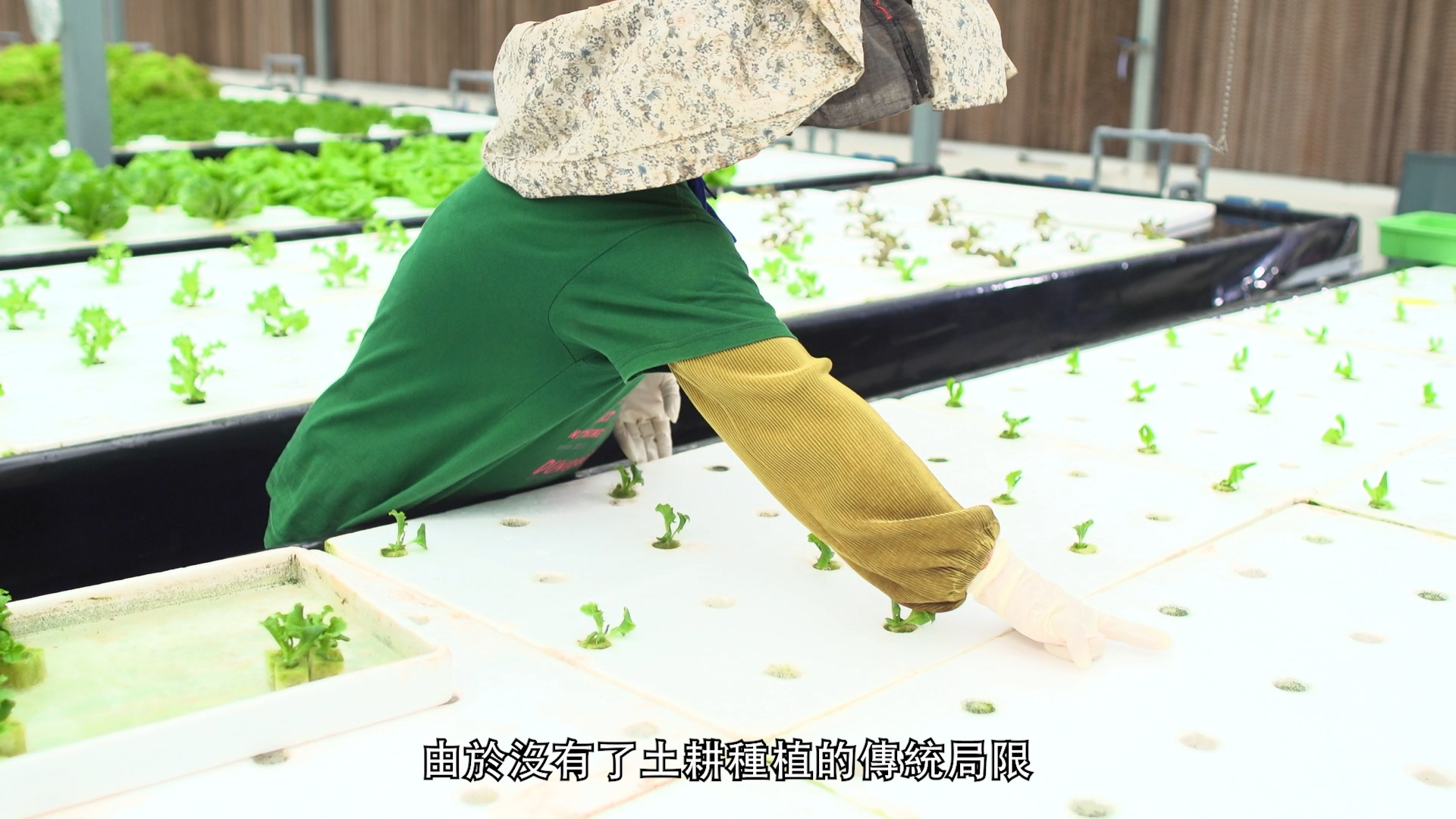 A person wearing a large hat and green shirt tends to seedlings in a hydroponic farm. There are rows of young plants growing in white panels, and Chinese subtitles appear at the bottom of the image.