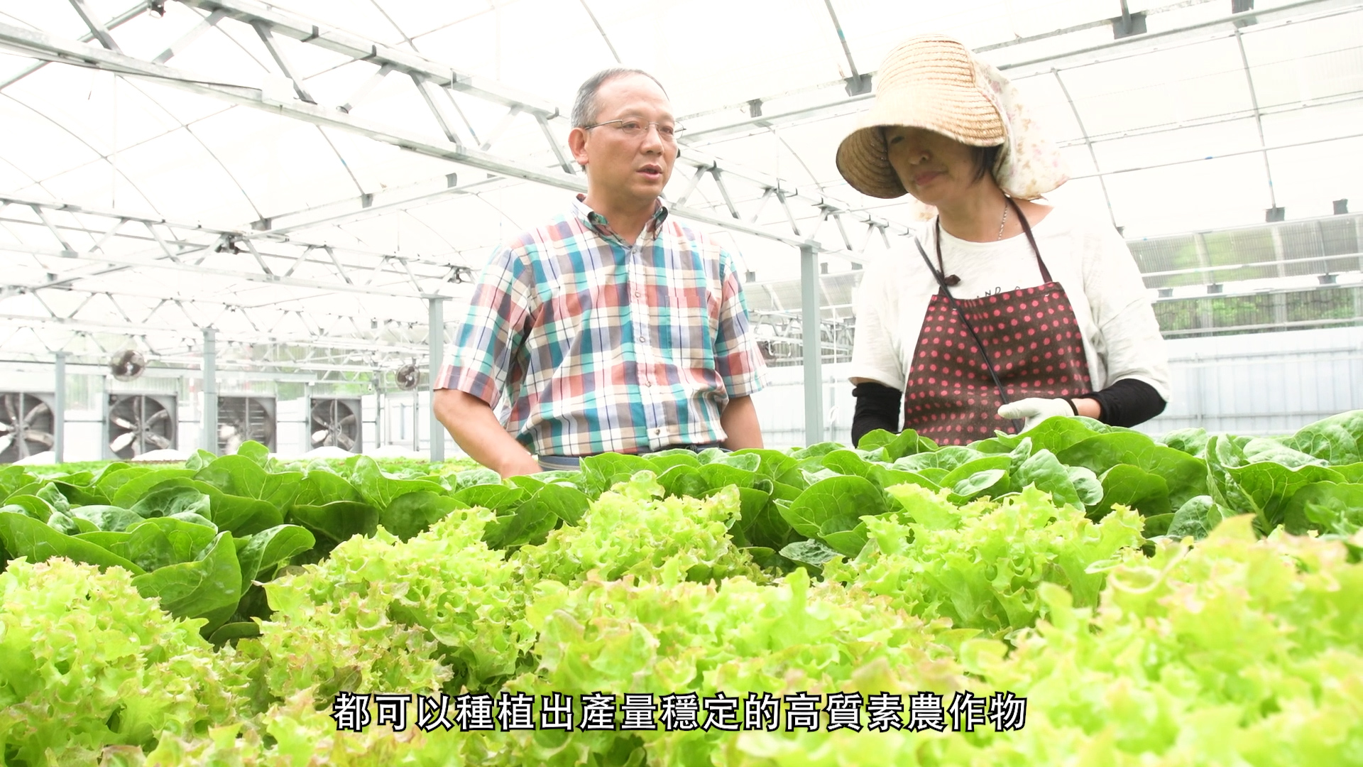 A man and a woman stand in a greenhouse filled with green leafy vegetables. The man wears glasses and a plaid shirt; the woman wears a hat and apron. Chinese text appears at the bottom of the image.