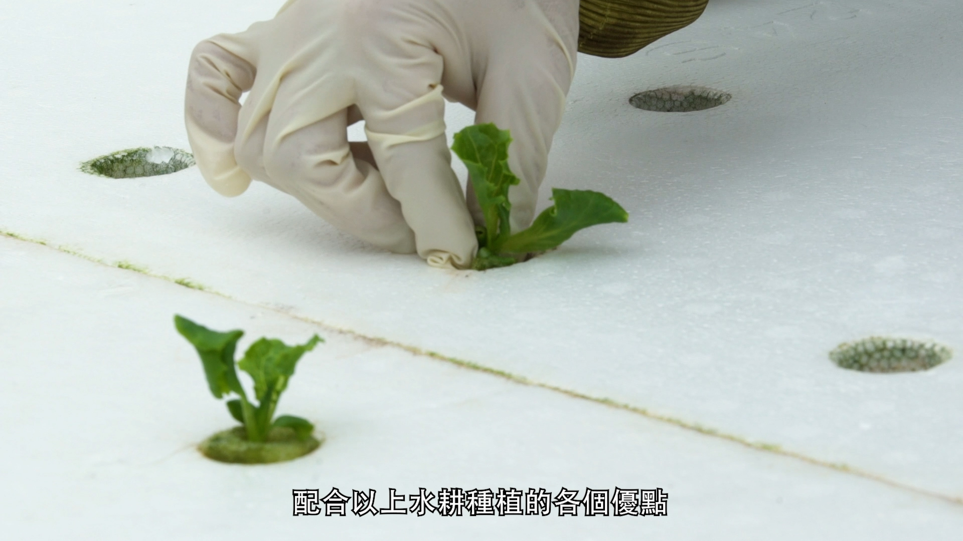 A gloved hand plants leafy green seedlings in holes on a white hydroponic board. Chinese text appears at the bottom of the image.