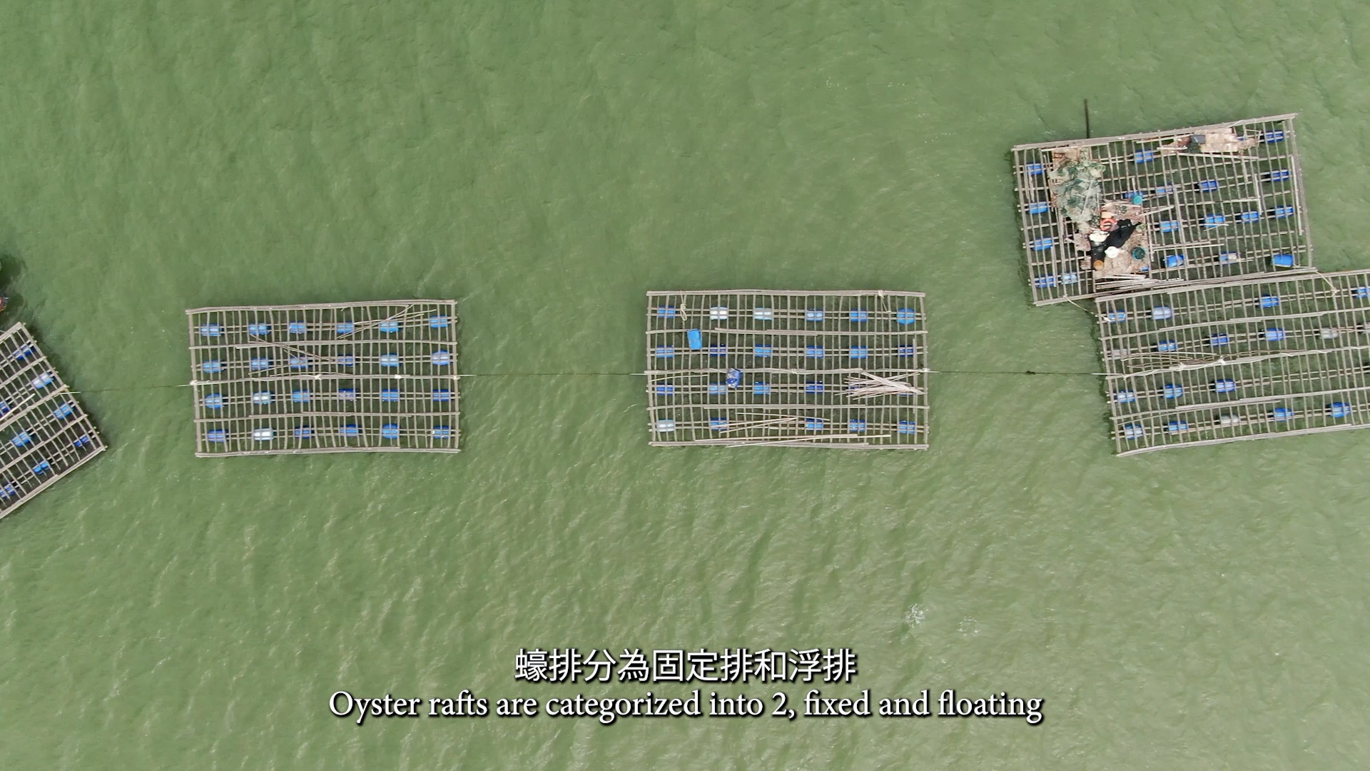 Aerial view of several rectangular oyster rafts floating on green water, with both fixed and floating types visible. Subtitles in English and Chinese explain oyster raft categories.